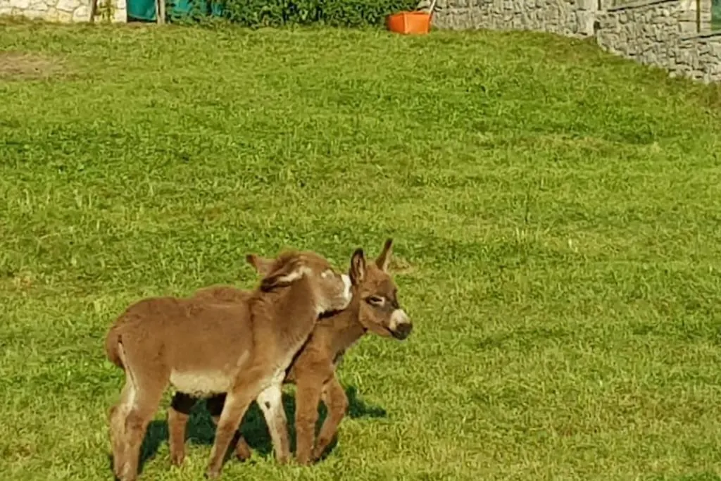 Villa Prada Beauty Through Pastures And Lake Garda Castelletto Di Brenzone
